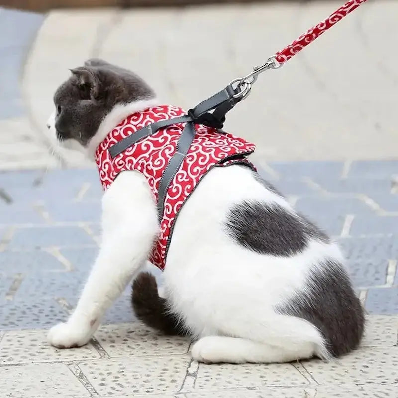 Harnais Veste pour Chat Anti-Fugue 4 Tailles XS à L - Confort Enveloppant pour Balades | Miaou&Co