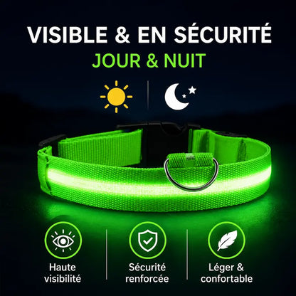 Collier Lumineux LED pour Chat 4 Tailles XS à L - Visibilité Nocturne Sorties Sécurisées | Miaou&Co