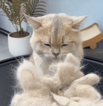 Brosse Anti-Poils pour Chat - Retire les Poils Morts et Réduit la Mue Pelage Sain | Miaou&Co