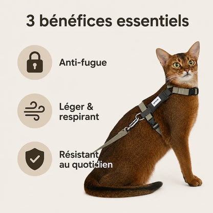 Harnais en H Respirant pour Chat Anti-Fugue - Ajustable du Chaton au Grand Chat | Miaou&Co