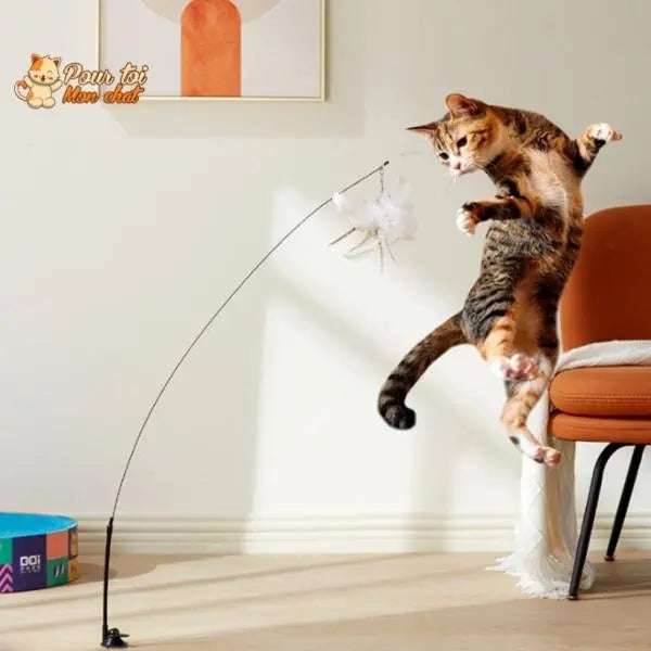 Jouet Interactif à Ventouse pour Chat Simulation Oiseau - Plumes Amovibles 4 Modèles | Miaou&Co