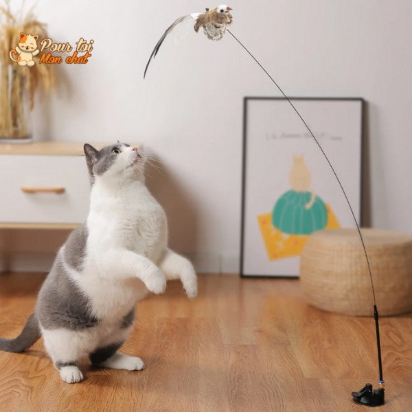 Jouet Interactif à Ventouse pour Chat Simulation Oiseau - Plumes Amovibles 4 Modèles | Miaou&Co