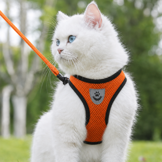 Harnais Anti-Fugue pour Chat Sécurité Renforcée - Maintien Optimal du Chaton au Grand Chat | Miaou&Co