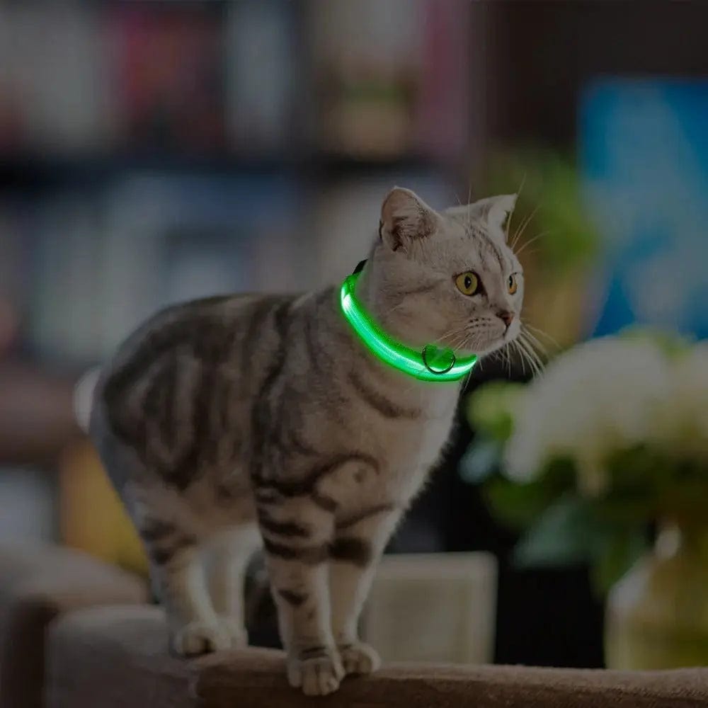 Collier Lumineux LED pour Chat 4 Tailles XS à L - Visibilité Nocturne Sorties Sécurisées | Miaou&Co