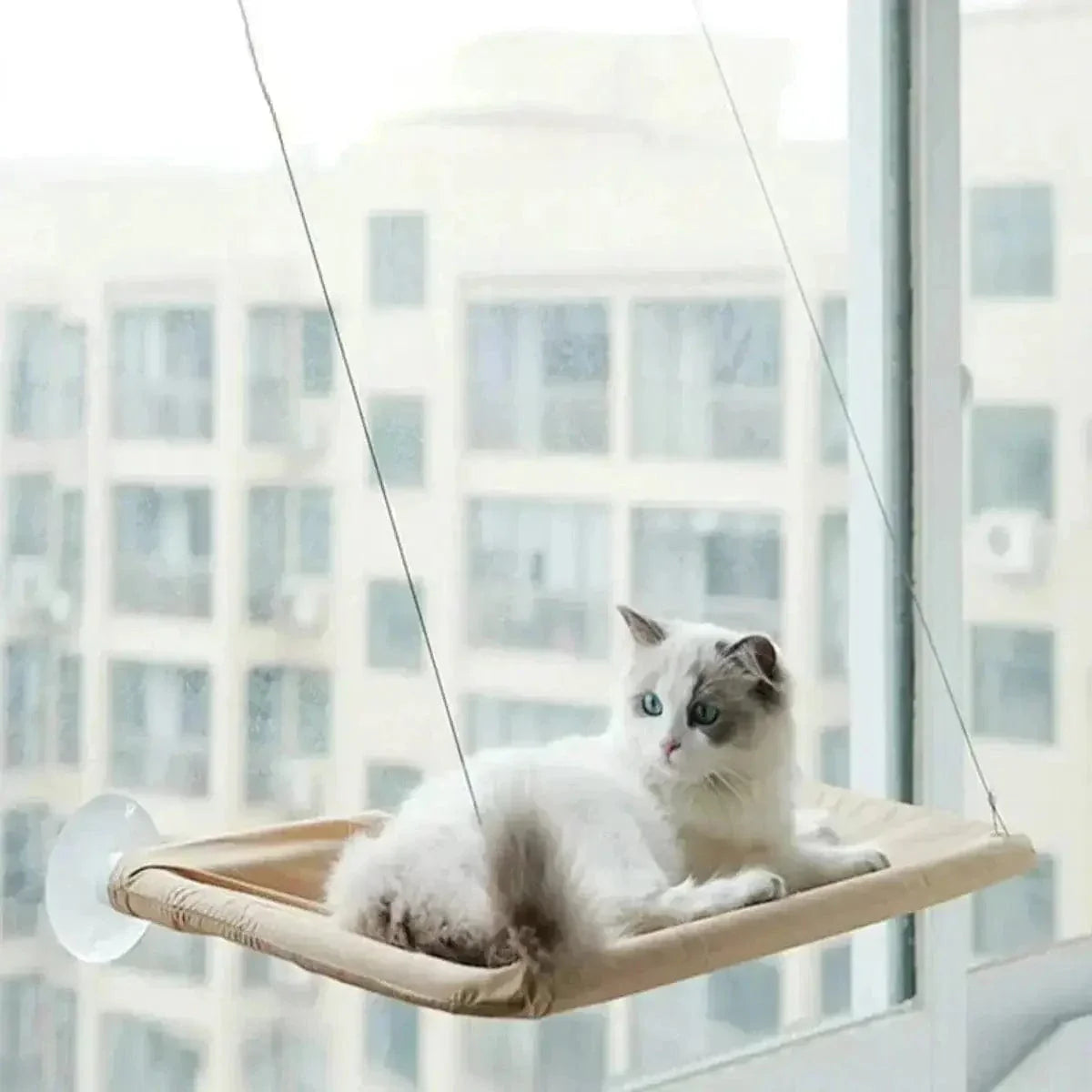 Hamac de Fenêtre pour Chat 35x55cm à Ventouses - Observatoire Ensoleillé sans Perçage | Miaou&Co