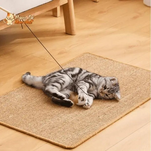 Tapis Grattoir Couvre-Meubles pour Chat 4 Tailles 30x40 à 60x90cm - Protège Canapé | Miaou&Co