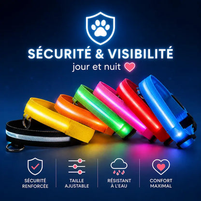 Collier Lumineux LED pour Chat 4 Tailles XS à L - Visibilité Nocturne Sorties Sécurisées | Miaou&Co