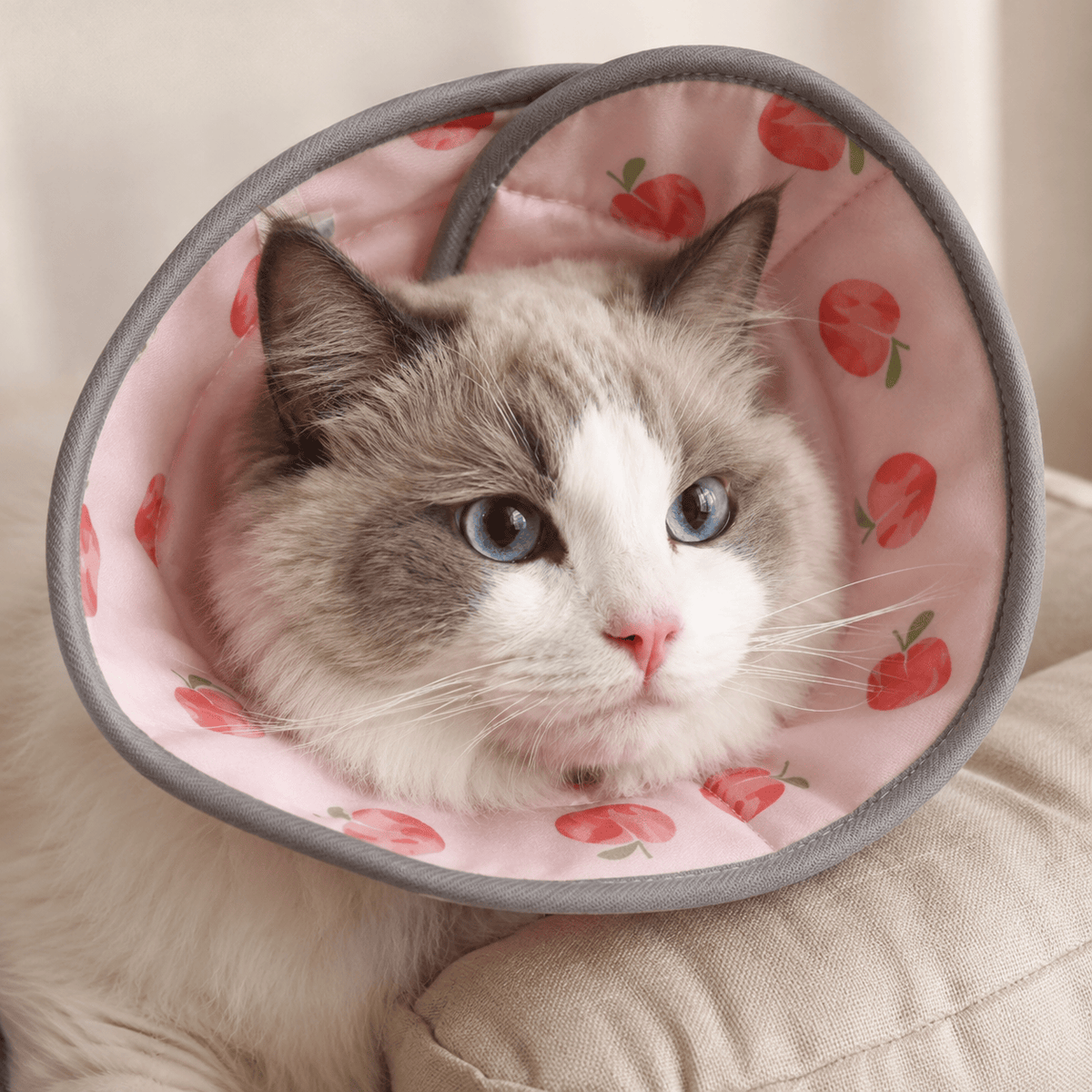 Miaou & Co Collerette Souple pour Chat en Polyester