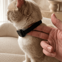 Miaou & Co Collier de Localisation GPS Chat sans Abonnement