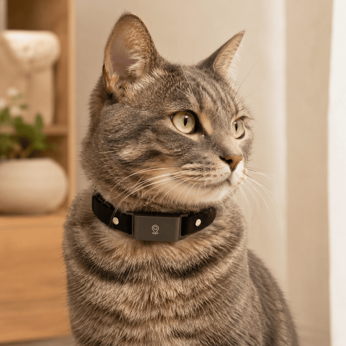 Miaou & Co Collier Gps pour Chat sans Abonnement