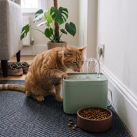 Miaou & Co Fontaine à Eau Chat Ultra-Silencieuse USB