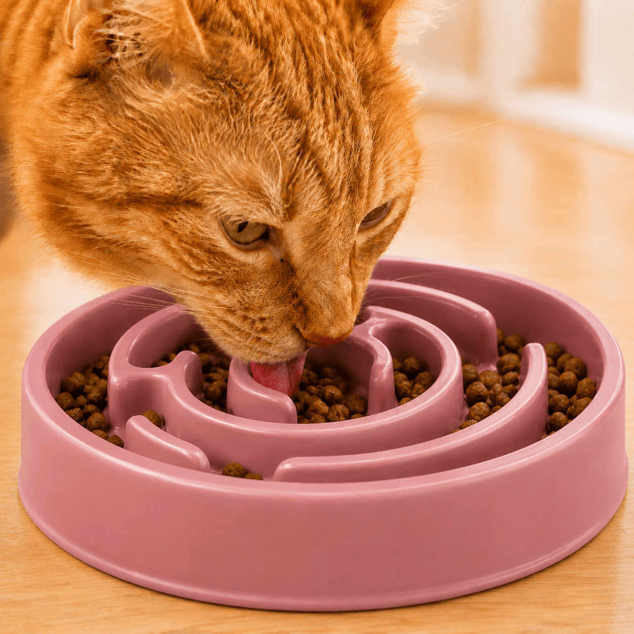Miaou & Co Gamelle Anti-Glouton en Plastique - Réduction des Vomissements