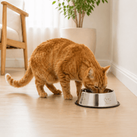 Miaou & Co Gamelle en Inox Antidérapante pour Chat