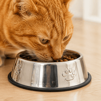 Miaou & Co Gamelle en Inox Antidérapante pour Chat
