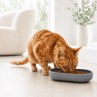 Miaou & Co Gamelles en Silicone Souples pour Chat - Faciles à Nettoyer