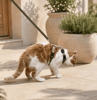 Miaou & Co Harnais Laisse Chat