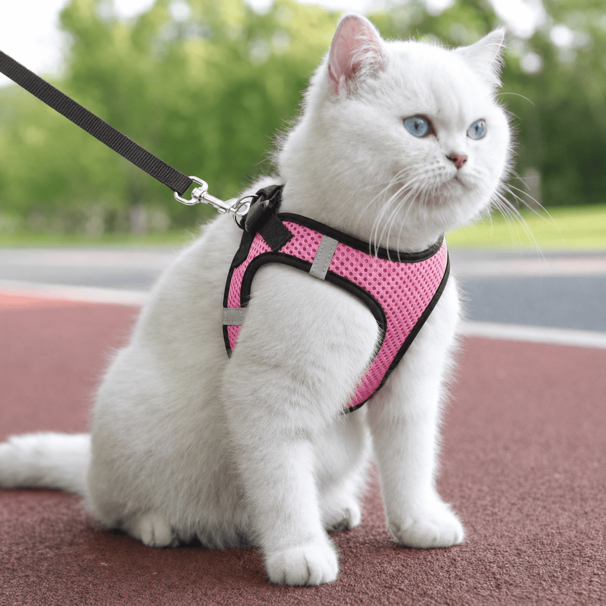 Miaou & Co Harnais pour Chat Respirant Securisé Anti-Fuite