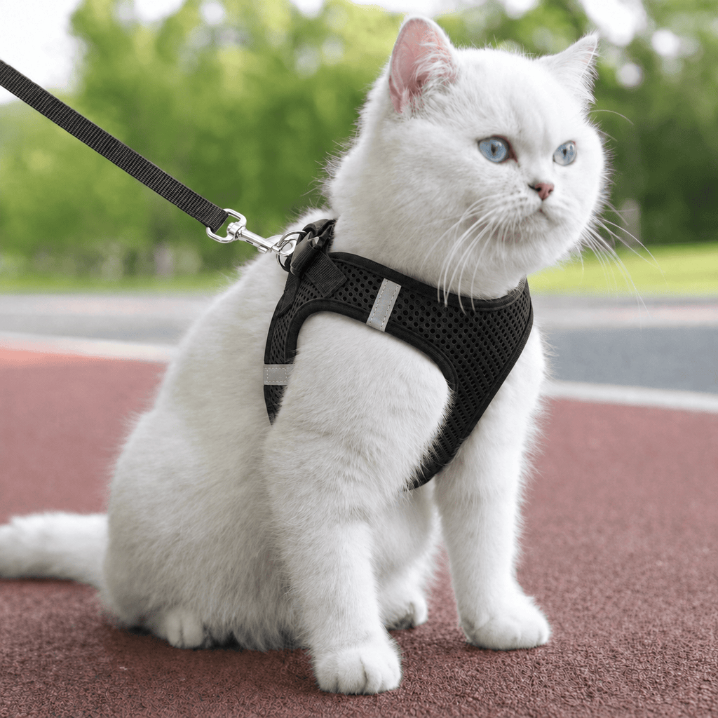 Miaou & Co Harnais pour Chat Respirant Securisé Anti-Fuite