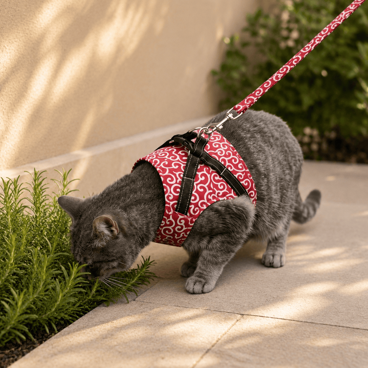 Miaou & Co Harnais Veste Chat - Confort Enveloppant pour Balades